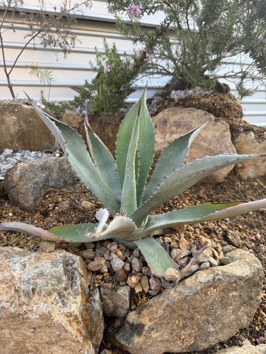 アガベ　シルバーサーファー