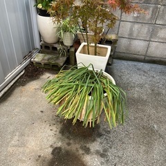 水仙大鉢