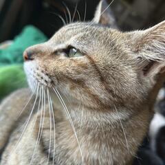 抱っこOK😸触れあいのみOK😺保護猫の譲渡会💖 − 熊本県