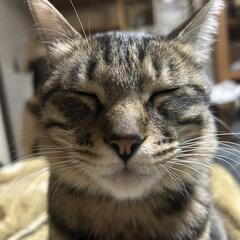 抱っこOK😸触れあいのみOK😺保護猫の譲渡会💖 - 熊本市