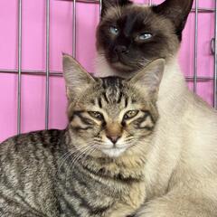 抱っこOK😸触れあいのみOK😺保護猫の譲渡会💖 - その他