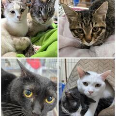 抱っこOK😸触れあいのみOK😺保護猫の譲渡会💖