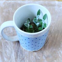 【多肉植物】カランコエ福兎耳