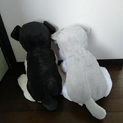 【お譲り先決まりました】ぬいぐるみ（くったりシュナウザー）の画像
