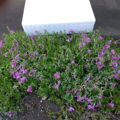 シバザクラ　芝桜