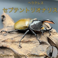 クワガタ幼虫