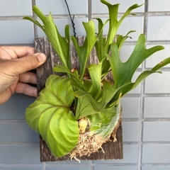 Platycerium ridleyi 2025中
