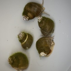 ④🌟1匹50円🌟🐚ヒメタニシ🐚の画像