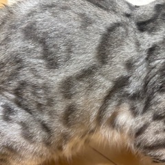 ベンガル　猫 - 宮崎市