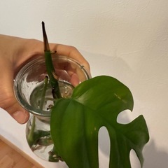 観葉植物　フィロデンドロン　の画像