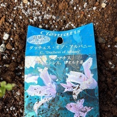 クレマチス　ダッチェスオブアルバニー　植物　ガーデンの画像