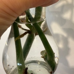 観葉植物　フィロデンドロン　の画像