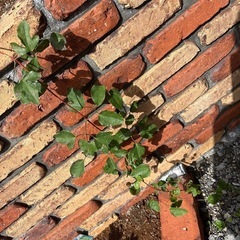 クレマチス　ダッチェスオブアルバニー　植物　ガーデンの画像