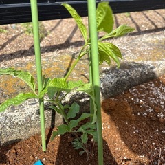 クレマチス　ヘザーハーシェル　植物　ガーデンの画像