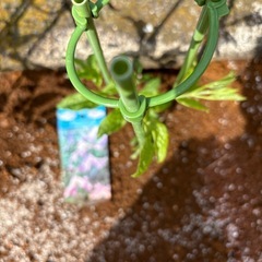 クレマチス　ヘザーハーシェル　植物