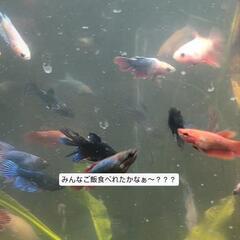 熱帯魚 ベタ 稚魚 3匹の画像