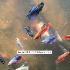 熱帯魚 ベタ 稚魚 3匹の画像