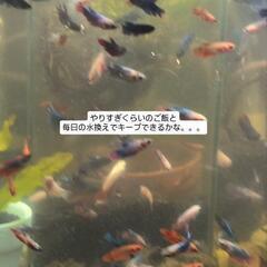 熱帯魚 ベタ 稚魚 3匹