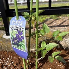 クレマチス　ロマンチカ　植物