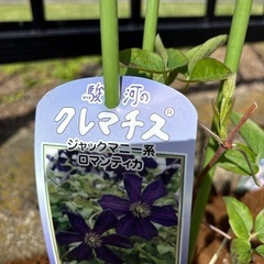 クレマチス　ロマンチカ　植物　ガーデンの画像
