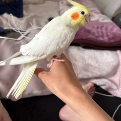 オカメインコ