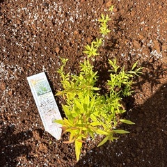黄金ユキヤナギ　樹木苗　植物