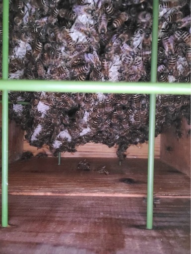 令和7年度産 ニホンミツバチ分蜂群 入居済巣箱