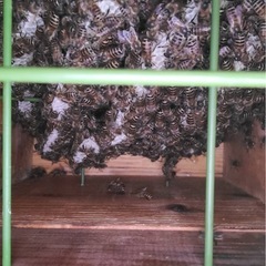令和7年度産　ニホンミツバチ分蜂群　入居済巣箱の画像
