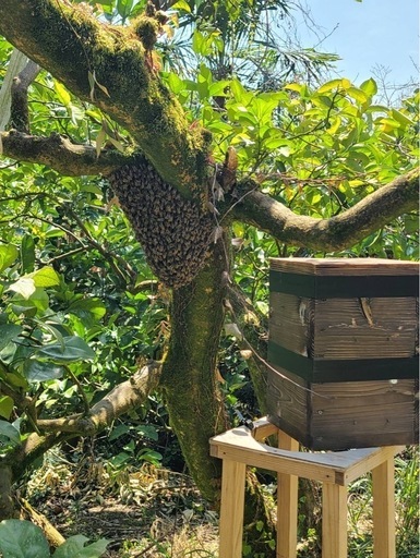 令和7年度産ニホンミツバチ分蜂群入居済巣箱 (sabu) 打田のその他の