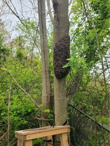 令和7年度産ニホンミツバチ分蜂群入居済巣箱 (sabu) 打田のその他の
