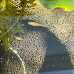 メダカ　
ひめだか　昨年生まれた　大人3匹と子供5匹