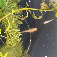 メダカ　
ひめだか　昨年生まれた　大人3匹と子供5匹の画像