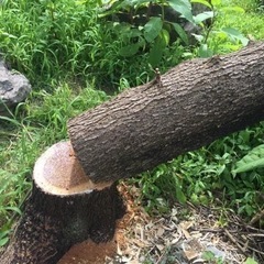 木の伐倒