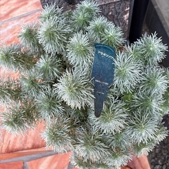 朝霧草　宿根草　植物