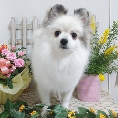 1歳のポメラニアン♪男の子