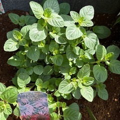 モナルダ　ビーハッピー　宿根草　植物