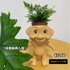 植物　ダバリア　