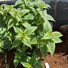 モナルダ　ディディマ　レッド　宿根草　植物