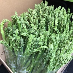 野菜　国産　細いアスパラ　20本位　1束100円　限定10束のみの画像