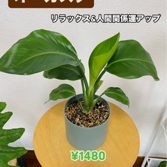 【植替え済】オーガスタ　植物