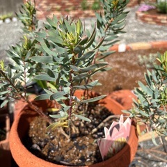クリーム　ディライト　オージープランツ　常緑多年草　植物