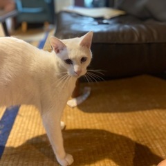 アルビノの男の子　事故から生還！ − 鹿児島県