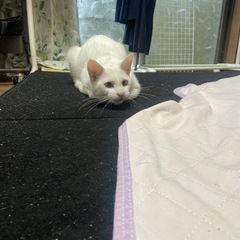アルビノの男の子　事故から生還！