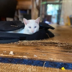 アルビノの男の子　事故から生還！ - 猫