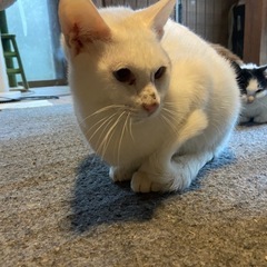 アルビノの男の子　事故から生還！ - 肝属郡