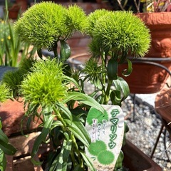 テマリソウ　ナデシコ　宿根草　植物