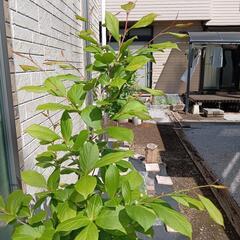 沙羅の苗木　夏椿の画像