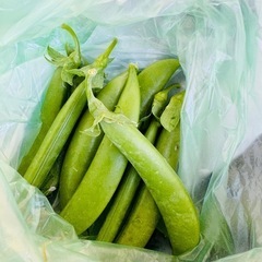 野菜　朝採れ　スナップエンドウ　1袋10個　100円の画像