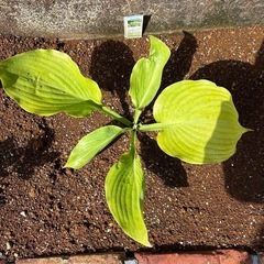 サムアンドサブスタンス　ホスタ　ギボウシ　宿根草　植物