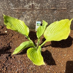 サムアンドサブスタンス　ホスタ　ギボウシ　宿根草　植物の画像